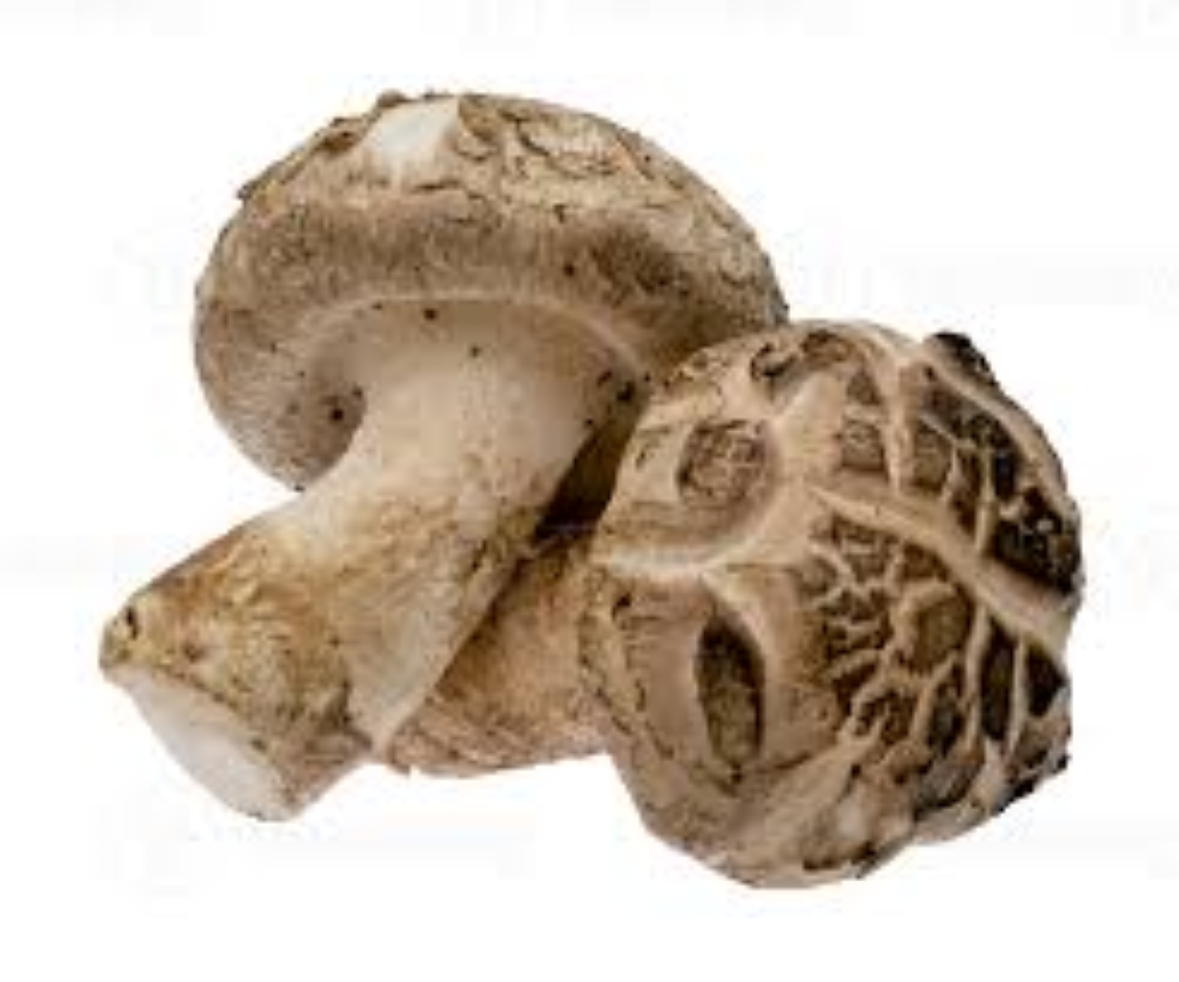 KIGALI SHIITAKE MUSHROOMS